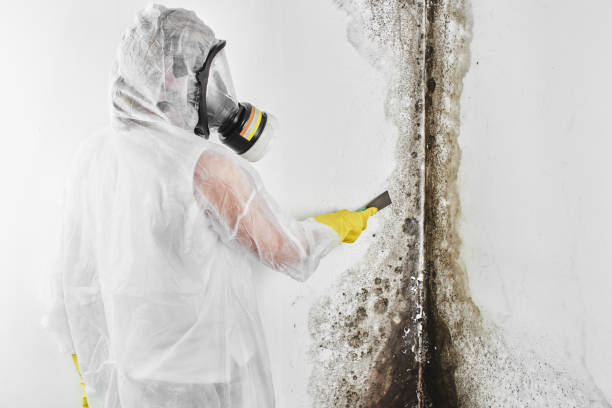 Best Residential Mold Remediation in Brownsburg, IN