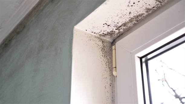 Best Basement Mold Remediation in Brownsburg, IN