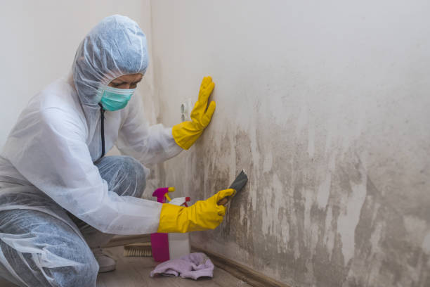 Best DIY Mold Remediation Support Services in Brownsburg, IN