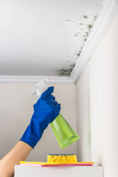 Best Emergency Mold Remediation in Brownsburg, IN